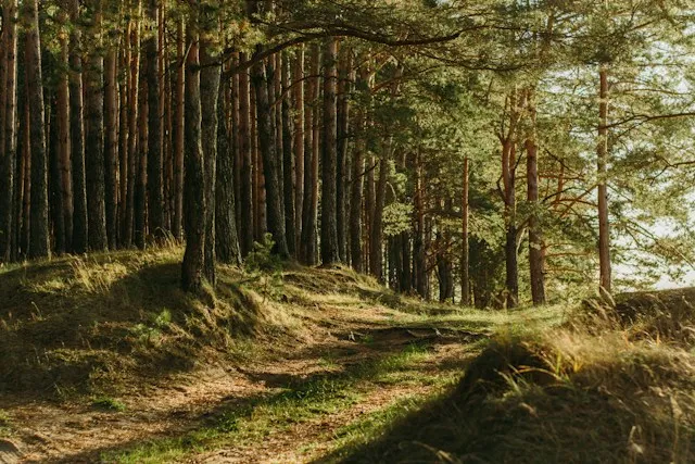 Symbolbild: Waldweg zwischen sonnenbeschienenen Bäumen