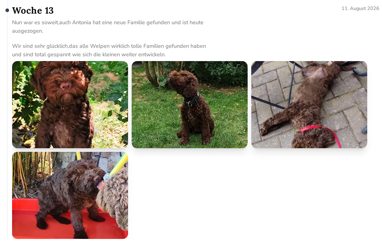 Wurfdokumentation in Woche 13 mit Text und vier Fotos der inzwischen größeren Lagotto-Welpen